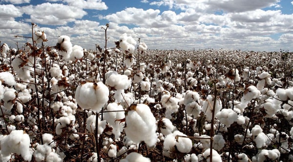 Plantación de algodón